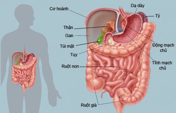 Hỗ trợ chữa một số bệnh liên quan tới hệ tiêu hoá - tác dụng của cây lá đắng 