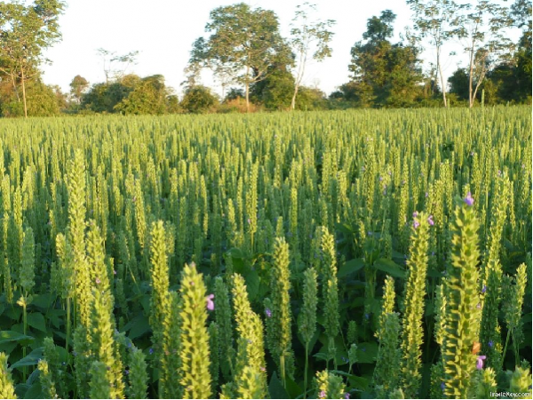 Cây hạt chia - cong dung cua hat chia