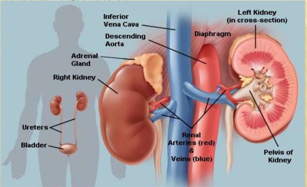 Mã đề giúp lợi tiểu - Những tác dụng của cây mã đề